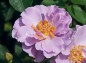 薔薇、紫の園の写真