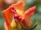 薔薇、ルイ・ド・フィーネの写真