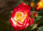 薔薇、チャールストンの写真