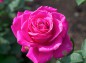 薔薇、ピンクピースの写真