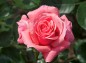 薔薇、茜雲の写真
