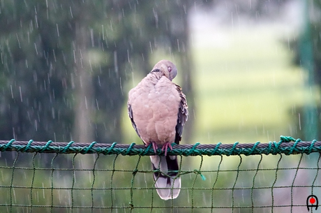 雨の中でお手入れ中のキジバトの写真