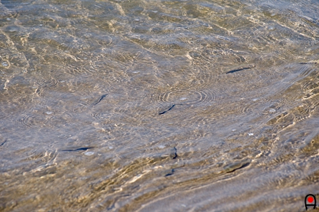 千里浜の浅瀬にいた魚の写真
