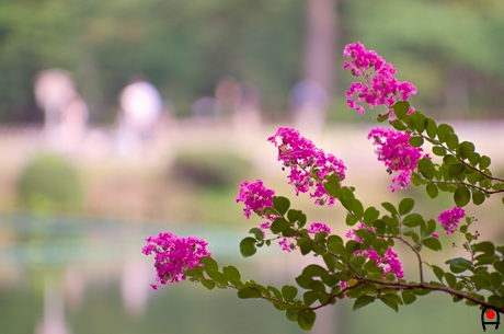 兼六園霞ヶ池岸に咲いてた花の写真