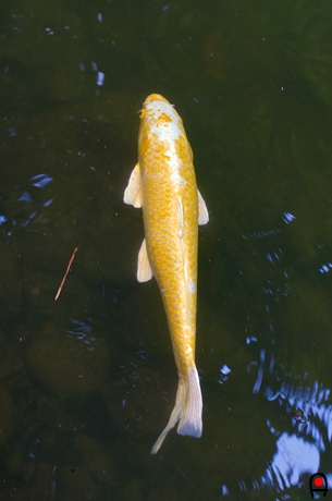 兼六園霞ヶ池にいた黄金の鯉の写真