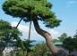 兼六園七福神山裏の松を横からの写真