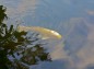 兼六園霞ヶ池黄色の鯉の写真
