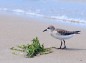 千里浜なぎさドライブウェイ砂浜のハマシギの写真