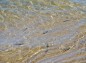 千里浜なぎさドライブウェイ浅瀬にいる小魚の写真