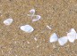 千里浜なぎさドライブウェイ砂と貝殻の写真