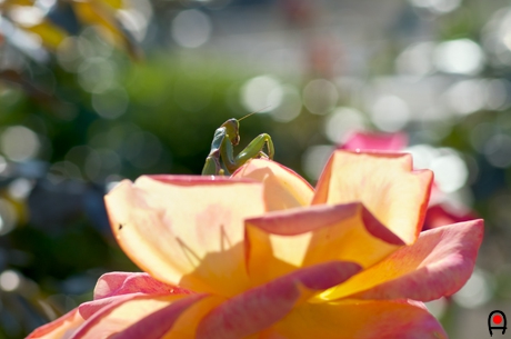 薔薇とカマキリの写真