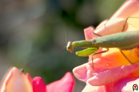 ソフトレンズで薔薇とカマキリの写真