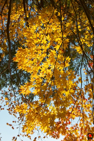 井頭公園紅葉黄の写真
