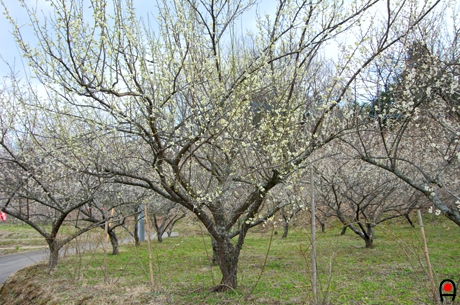 黄色い梅の花の木の写真