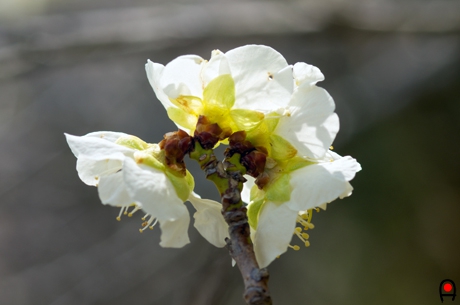 集まって咲く梅の花の写真