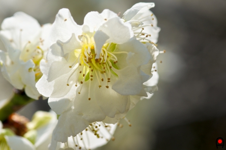 梅の花正面の写真