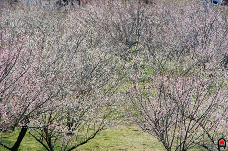 梅林の写真