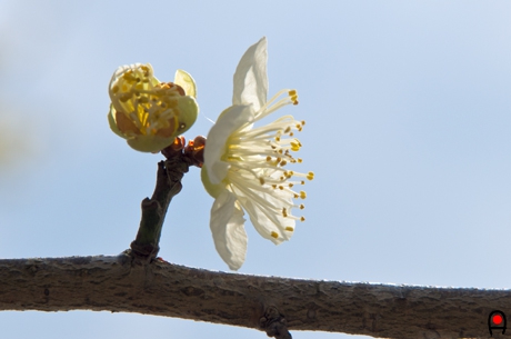 梅の花横からの写真