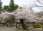  祇園城趾本丸の桜の写真