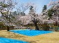 祇園城趾本丸の桜とブルーシートの写真