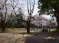 祇園城趾本丸北部からの桜の写真