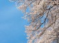 高い桜の木を見上げた写真