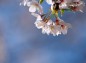 桜の花アップの写真