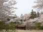 天翁院と桜の写真