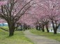 思川の桜並木の写真