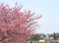 思川の桜と祇園城趾