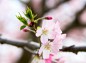 思川桜の花アップの写真