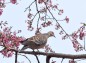 思川の桜とキジバトの写真