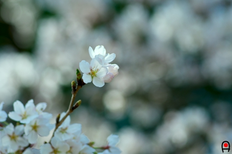 陶芸メッセ益子の桜の写真