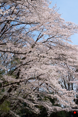 高い桜の木横からの写真