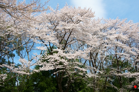 祇園城趾の桜の写真