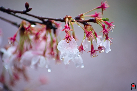 散り残った桜の花の写真