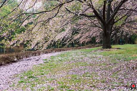 桜の並木と桜の花びらの絨毯の写真