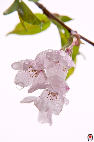 水滴の付いた桜の花の写真