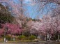 東門前の桜並木の写真