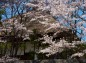 旧濱田庄司邸と桜の写真