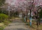 東門前の桜並木下半分の写真