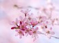 小振りの桜の花の写真