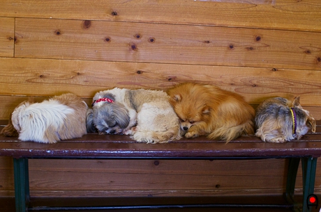長イスで眠る犬達の写真