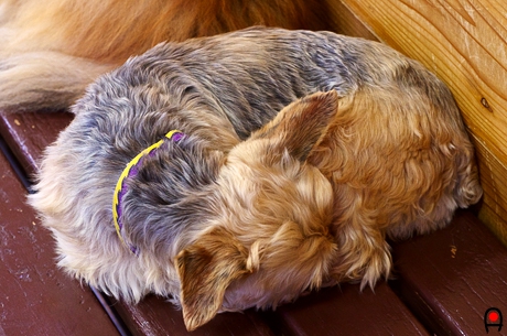 完全防備で眠る犬の写真