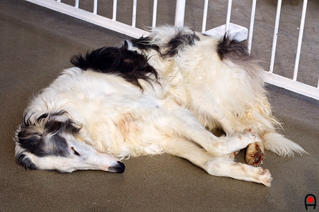 眠る大型犬の写真