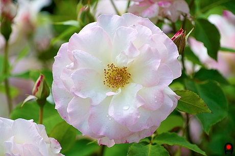 白い薔薇の花正面からの写真