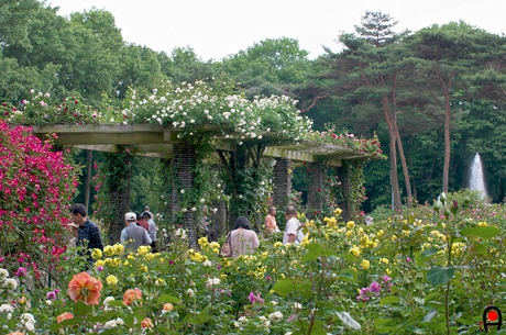 井頭公園薔薇園の写真