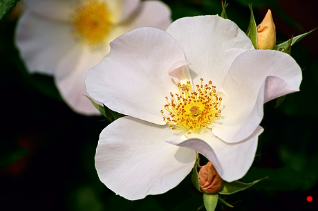 白い薔薇の写真
