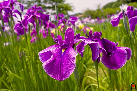 紫色の花菖蒲の写真