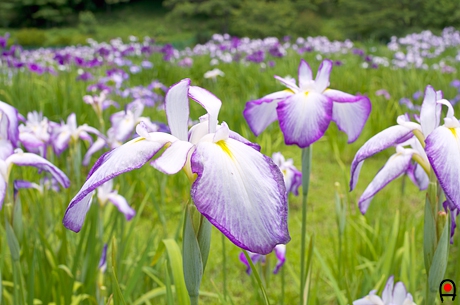縁紫の花菖蒲の写真